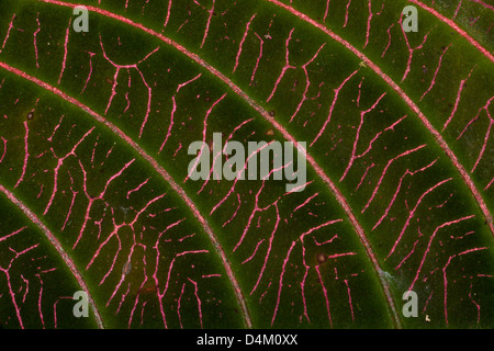 Blattstruktur im Regenwald des Nationalparks Altos de Campana, Provinz Panama, Republik Panama. Stockfoto