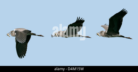 Fotomontage von drei Graureiher (Ardea Cinerea) im Flug mit einem Fisch im Schnabel auf blauem Hintergrund Stockfoto