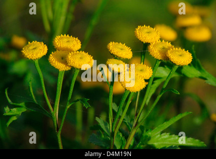 Rainfarn Tanacetum vulgare Stockfoto