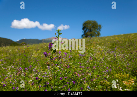 Nahaufnahme von lila Blüten im ländlichen Bereich Stockfoto