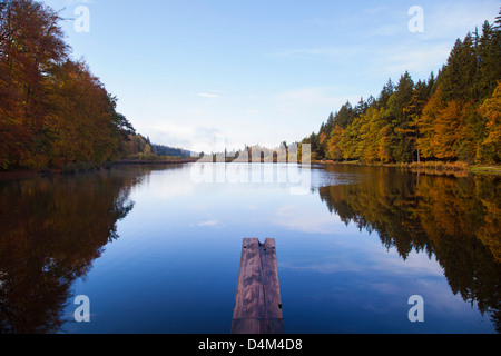 Bäume im noch ländlichen See widerspiegelt Stockfoto