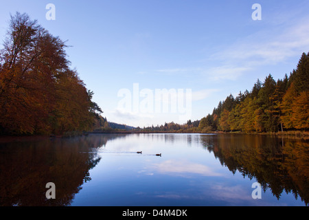 Bäume im noch ländlichen See widerspiegelt Stockfoto