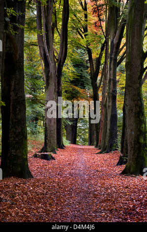 Blätter im Herbst Teppich einen Weg durch eine Reihe von Bäumen im dichten Wald Stockfoto