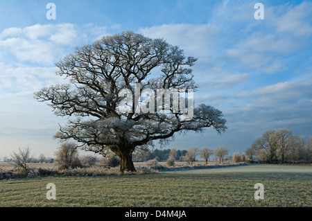 Baum wächst im ländlichen Bereich Stockfoto