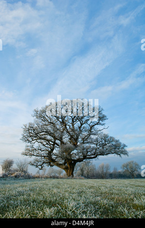 Baum wächst im ländlichen Bereich Stockfoto