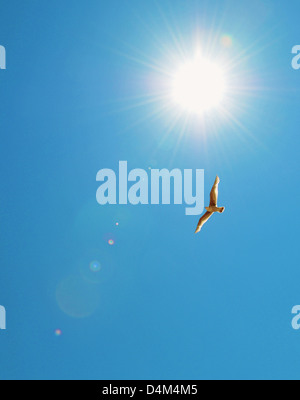 Vogel fliegt im blauen Himmel Stockfoto