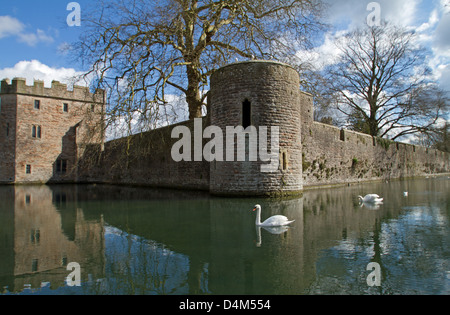 Schwäne auf dem Graben rund um den Bischofspalast in Wells, Somerset Stockfoto