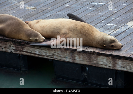 Zwei der kalifornischen Seelöwen ruht auf einem dock Stockfoto