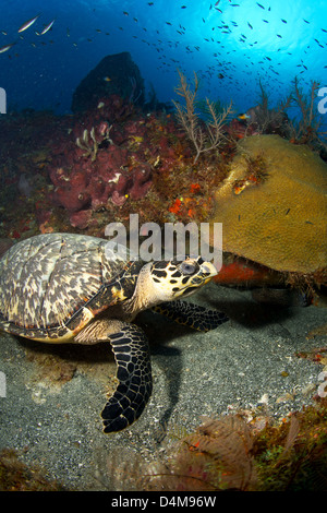 Hawksbill turtle tief an einem tiefen Korallenriff in St. Lucia Stockfoto