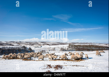 Weide meine Schafe auf offenen Moorlandschaften schneebedeckt in North York Moors National Park in der Nähe von Goathland, Yorkshire, Großbritannien. Stockfoto