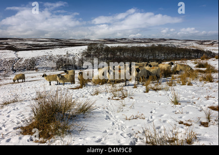 Schafe ernähren sich von Schnee bedeckt Moorland in North York Moors National Park in der Nähe von Dorf Goathland, Yorkshire, Großbritannien Stockfoto