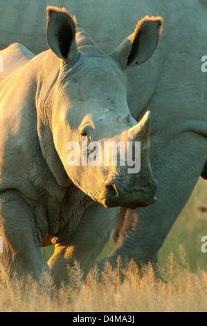 Baby Breitmaulnashorn in Ongava Private Game Reserve, in der Nähe von Etosha NP, Namibia Stockfoto