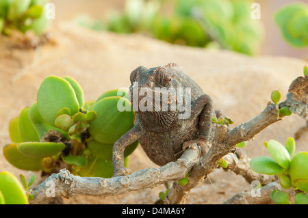 Chamäleon in Swakopmund Wüste, in der Nähe von Swakopmund, Namibia Stockfoto