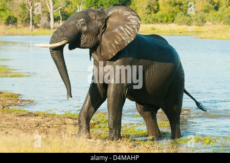 Elefanten spielen im Sabi Sand Private Game Reserve, Mpumalanga, Südafrika Stockfoto