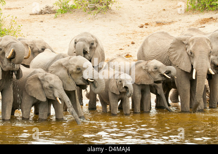 Elefanten im Chobe Nationalpark, Botswana Chobe Fluss trinken Stockfoto