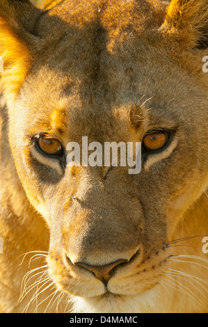 Weibliche Löwen am Khwai River in der Nähe von Moremi Reserve, Botswana Stockfoto