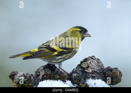 Erlenzeisig (Zuchtjahr Spinus) Fichte Zeisig • Ostalbkreis, Baden-Württemberg, Deutschland Stockfoto