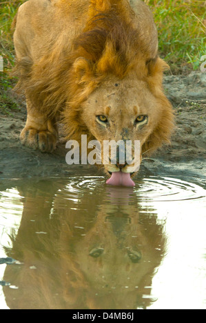Männlicher Löwe trinken im Sabi Sands Game Reserve, Südafrika Stockfoto