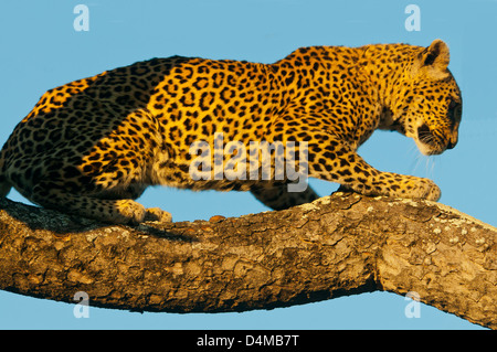 Alten weibliche Leoparden im Baum im Sabi Sand Private Game Reserve, Mpumalanga, Südafrika Stockfoto