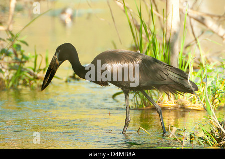 Open-billed Storch am Khwai River, Okavango Delta, Botswana Stockfoto