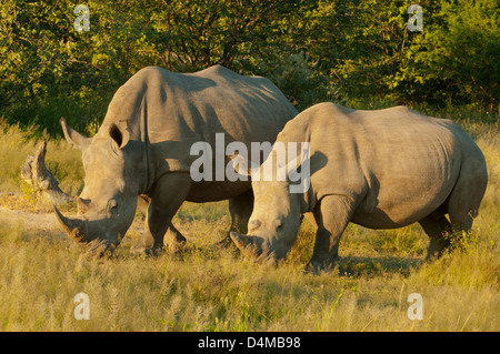 Paar weiße Nashorn in Ongava Private Game Reserve, Namibia Stockfoto