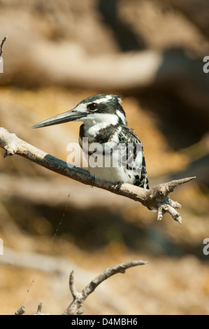 Pied Kingfisher am Chobe Fluss Chobe Nationalpark, Botswana Stockfoto