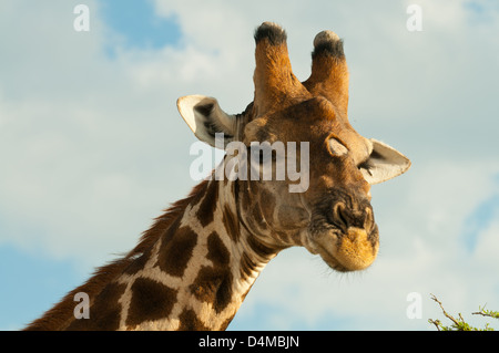 Rauchige Giraffe hautnah im Etosha Nationalpark, Namibia Stockfoto