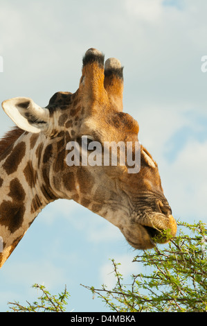 Rauchige Giraffe Essen in Etosha Nationalpark, Namibia Stockfoto