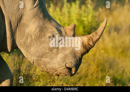 Breitmaulnashörner im Ongava Private Game Reserve, Namibia Stockfoto