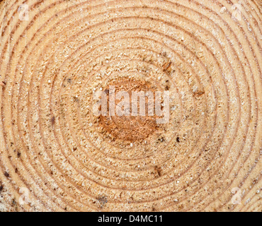 Textur des Holzes an die Hälfte geschnitten Stockfoto