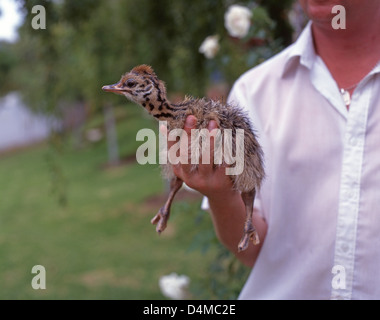 Ranger halten Strauß Küken im Cango Ostrich Show Farm, Oudtshoorn, Provinz Western Cape, Südafrika Stockfoto