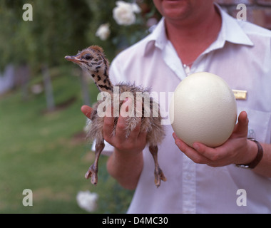 Ranger halten Strauß Küken und Ei im Cango Ostrich Show Farm, Oudtshoorn, Provinz Western Cape, Südafrika Stockfoto