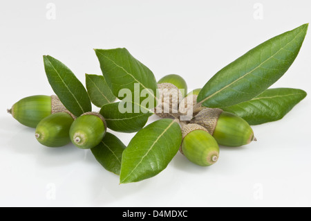 Immergrüne Eiche Blätter und sieben grüne Eicheln auf weiß Stockfoto