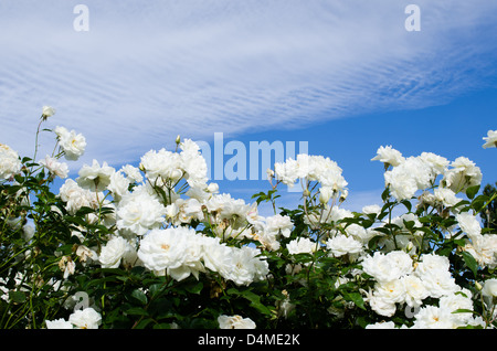 Rosen und blauer Himmel Stockfoto