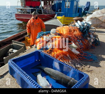 Feld, Polen, Teil des Fangs von einem Fischer am Hafen zu küssen Stockfoto