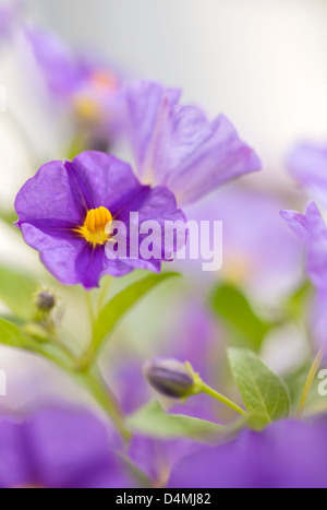 Blaue Kartoffel Busch (Solanum Rantonnetii) Stockfoto