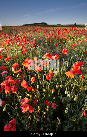 Mohn in der Nord-Norfolk-Landschaft in der Nähe von Burnham Market Stockfoto