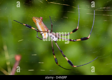 Golden Orb-Seidenweber Stockfoto