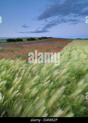 Mohn in der Nord-Norfolk-Landschaft in der Nähe von Burnham Market Stockfoto