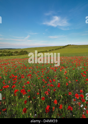 Mohn in der Nord-Norfolk-Landschaft in der Nähe von Burnham Market Stockfoto