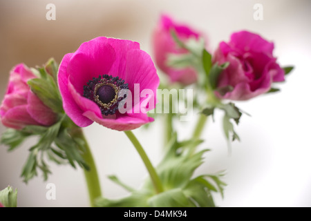 Rosa Mohn anemone Stockfoto