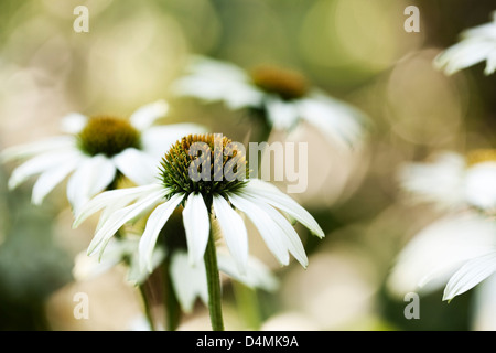 Weißer Sonnenhut Echinacea Purpurea "White Swan" (sy 'Alba') Stockfoto