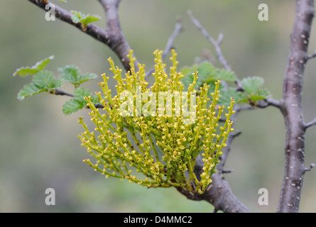 Eine Misodendron Spezies wächst wie ein Parasit an einem Nothofagus-Baum. Punta Arenas, Chile. Stockfoto