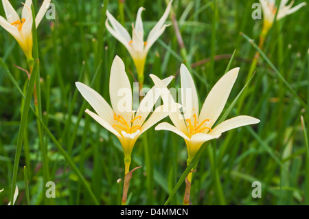 Die Nahaufnahme von weißen Regen-Lilie (Zephyranthes Candida). Stockfoto