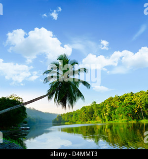 malerische Palme lehnt sich über den tropischen Fluss in den frühen Morgenstunden Stockfoto