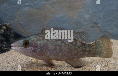 Ballan Wrasse im aquarium Stockfoto