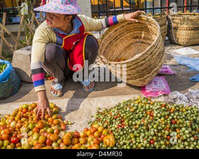 11. März 2013 - Luang Prabang, Luang Prabang, Laos - Anbieter auf dem Markt in Luang Prabang, Laos, sortiert Tomaten hat sie zu verkaufen. (Bild Kredit: Jack Kurtz/ZUMAPRESS.com ©) Stockfoto