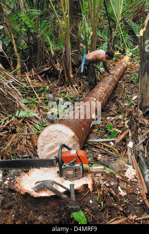 Forster schneiden oder fellieren von Sago Palm Tree zur Gewinnung von Sago im Regenwald in der Nähe von Mukah Sarawak Borneo Malaysia Stockfoto