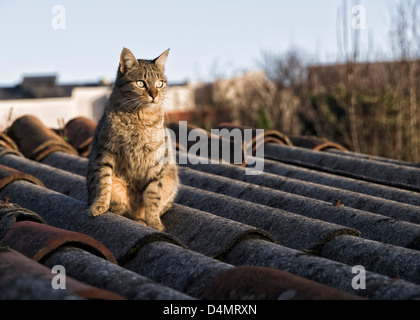 Katze auf Dach Stockfoto