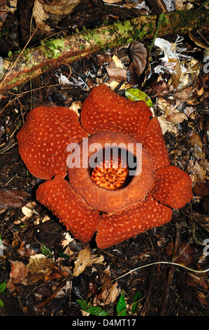 Rafflesia Arnoldii weltweit größte Blume oder Blüte Sarawak Borneo Malaysia Stockfoto